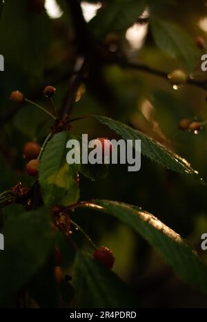 Vue sur les cerises rouges sur les cerisiers dans le jardin en plein soleil Banque D'Images