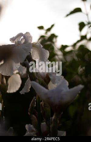 Vue sur la fleur de l'iris blanc avec des gouttes de pluie sur les pétales Banque D'Images