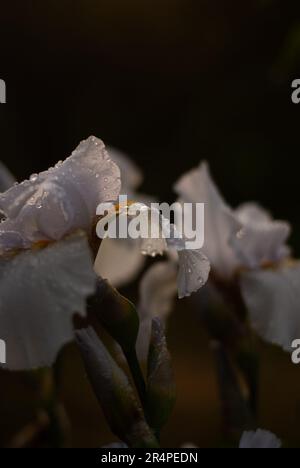 Vue sur la fleur de l'iris blanc avec des gouttes de pluie sur les pétales Banque D'Images