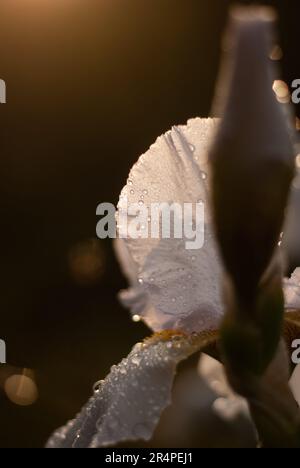 Gros plan de la fleur de l'iris blanc avec gouttes de pluie sur les pétales en plein soleil Banque D'Images