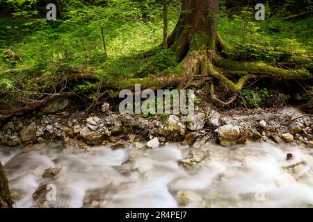 Vue sur une crique descendant en cascade à travers la nature sauvage et sauvage de la pittoresque gorge Dr. Vogelgesang-Klamm à Spital am Pyhrn, Autriche Banque D'Images