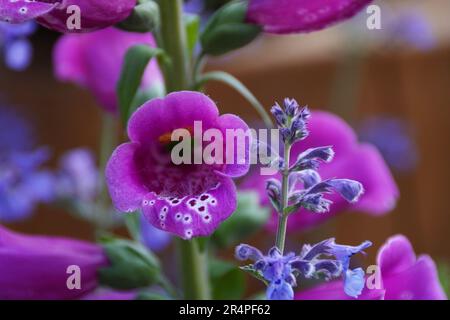 Gros plan de la fleur de Foxglove, Digitalis. Banque D'Images