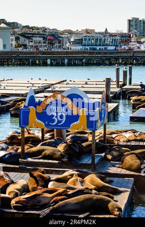 Des foules de lions de mer et de phoques sur l'embarcadère 39, San Francisco, Californie Banque D'Images