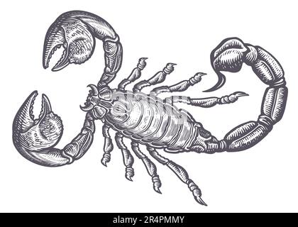 Esquisse Scorpion. Animal prédateur de style vintage gravure. Illustration vectorielle de dessin à la main Illustration de Vecteur