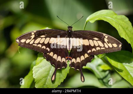 Thoas de Papilio assis sur une feuille Banque D'Images