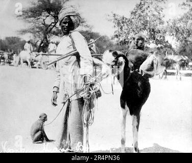 Le sud de l’Inde, dont certaines parties sont aujourd’hui connues sous le nom de Pakistan : un « singe » avec une chèvre et des singes, Bombay, avec des charrettes de taureaux en arrière-plan, c1919. D'une série prise de la première photo de la première Guerre mondiale prise en Inde, c1917-19. Les originaux étaient de petites photos qui pourraient paraître médiocres si trop agrandies. Banque D'Images