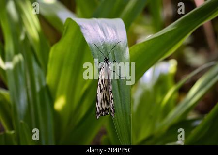 Grand arbre nymphe sur une feuille Banque D'Images