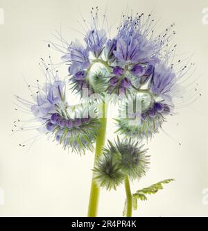 Fleurs violet clair de Phacelia tanacetifolia aka , Lacy phacelia, bleu ou violet tansy isolé sur fond pâle. Souvent cultivé pour le fumier vert. Banque D'Images