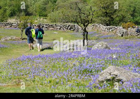 Emsworthy Mire, Royaume-Uni - Mai 2023 : visiteurs du site de l'ancienne ferme Emsworthy Mire Devon Wildlife Trust à Dartmoor, bluebell Fields en mai Banque D'Images