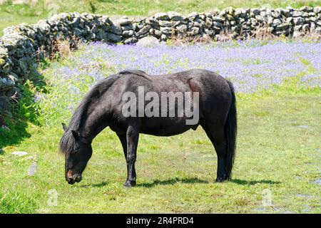 Black, mâle Dartmoor Pony entouré par des cloches en mai, près de Saddle Tor dans le parc national de Dartmoor, Devon, Royaume-Uni Banque D'Images