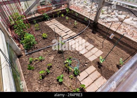 Jardin potager résidentiel fraîchement planté. Banque D'Images