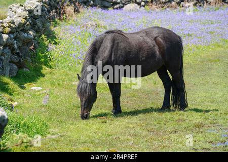 Black, mâle Dartmoor Pony entouré par des cloches en mai, près de Saddle Tor dans le parc national de Dartmoor, Devon, Royaume-Uni Banque D'Images