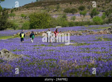 Emsworthy Mire, Royaume-Uni - Mai 2023 : visiteurs du site de l'ancienne ferme Emsworthy Mire Devon Wildlife Trust à Dartmoor, bluebell Fields en mai Banque D'Images