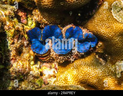 Une palourdes géantes Fluted (Tridacna squamosa) dans la mer Rouge, en Égypte. Coquille bleue tridacna dans le récif de corail de la mer Rouge Banque D'Images