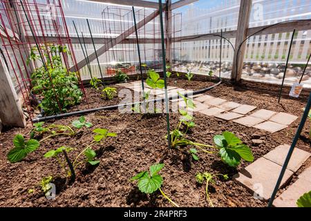 Jardin potager résidentiel fraîchement planté. Banque D'Images