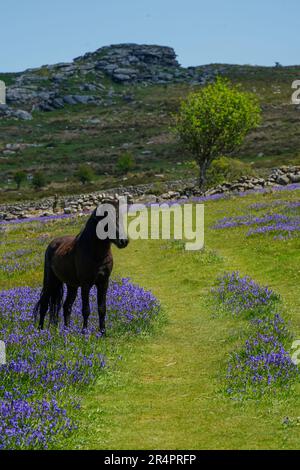 Black, mâle Dartmoor Pony entouré par des cloches en mai, près de Saddle Tor dans le parc national de Dartmoor, Devon, Royaume-Uni Banque D'Images