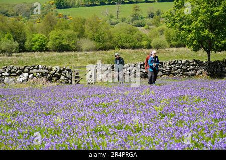 Emsworthy Mire, Royaume-Uni - Mai 2023 : visiteurs du site de l'ancienne ferme Emsworthy Mire Devon Wildlife Trust à Dartmoor, bluebell Fields en mai Banque D'Images