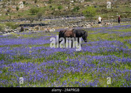 Black, mâle Dartmoor Pony entouré par des cloches en mai, près de Saddle Tor dans le parc national de Dartmoor à Dartmoor, Devon, Royaume-Uni Banque D'Images