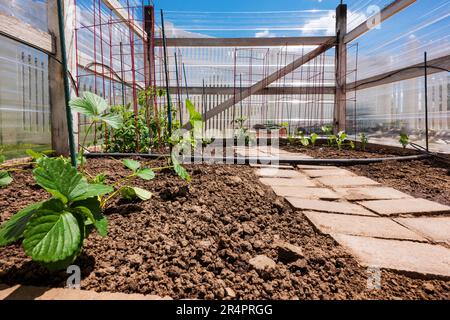 Jardin potager résidentiel fraîchement planté. Banque D'Images