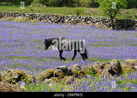 Black, mâle Dartmoor Pony entouré par des cloches en mai, près de Saddle Tor dans le parc national de Dartmoor à Dartmoor, Devon, Royaume-Uni Banque D'Images