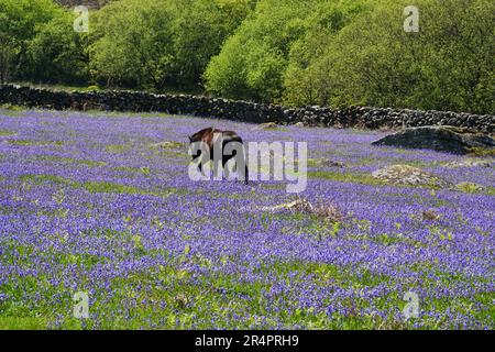 Black, mâle Dartmoor Pony entouré par des cloches en mai, près de Saddle Tor dans le parc national de Dartmoor à Dartmoor, Devon, Royaume-Uni Banque D'Images