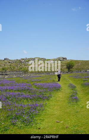 Emsworthy Mire, Royaume-Uni - Mai 2023 : visiteurs du site de l'ancienne ferme Emsworthy Mire Devon Wildlife Trust à Dartmoor, bluebell Fields en mai Banque D'Images