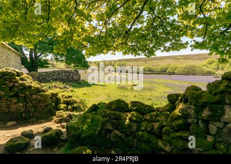 Emsworthy Mire, Royaume-Uni - Mai 2023 : visiteurs du site de la ferme ancienne Emsworthy Mire Devon Wildlife Trust dans le parc national de Dartmoor, champs de bluebell en mai Banque D'Images