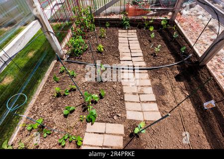 Jardin potager résidentiel fraîchement planté. Banque D'Images