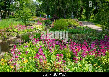 Candelabra Primulas dans le jardin chinois en bord de rivière à RHS Bridgewater, Worsley Greater Manchester, Angleterre. Banque D'Images