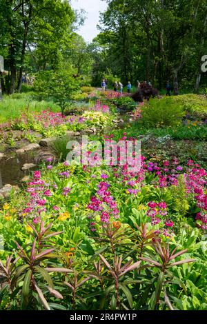 Candelabra Primulas dans le jardin chinois en bord de rivière à RHS Bridgewater, Worsley Greater Manchester, Angleterre. Banque D'Images