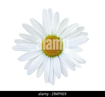 Magnifique Marguerite blanche isolée sur fond blanc, y compris le chemin de coupure. Camomille isolée sur fond blanc Banque D'Images