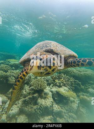 Les tortues de mer nagent sous l'eau. Tortues marines sous-marines. Scène sous-marine des tortues de mer. Tortue de mer en gros plan sous l'eau Banque D'Images