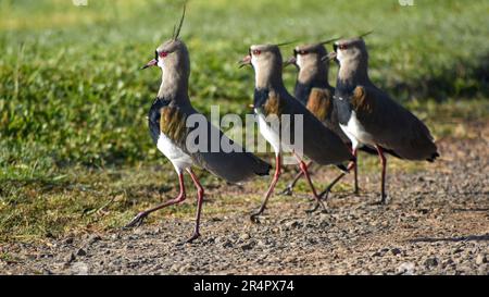 Groupe de lapwing du sud (Vanellus chilensis) sur le sol Banque D'Images