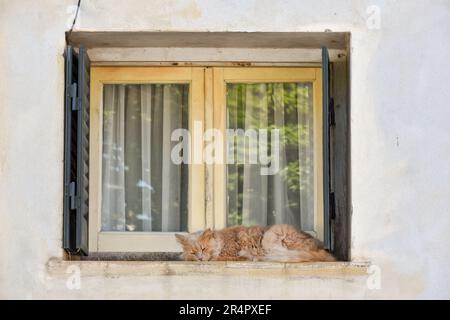 chat dormant sur le rebord de fenêtre d'une vieille maison en Argentine Banque D'Images