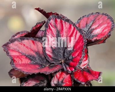 Feuillage rouge et noir de la maison d'appel d'offres et de l'usine de serre, Begonia rex (groupe Cultorum) 'Red Robin' Banque D'Images