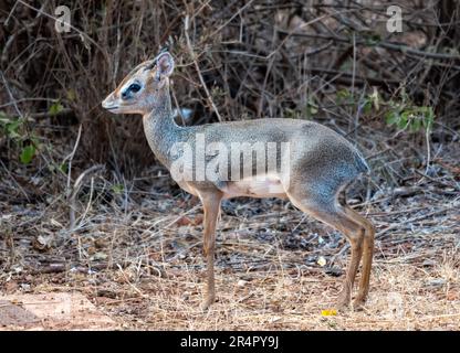 Un Dik-dik (Madoqua sp.), le plus petit antilope, dans la nature. Kenya, Afrique. Banque D'Images