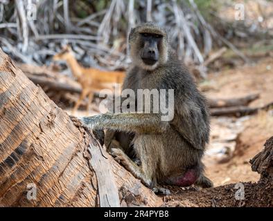 Olive Baboon (Papio anubis) mère avec bébé. Kenya, Afrique. Banque D'Images