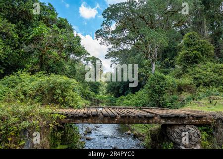 Un pont en bois traversant une crique dans une forêt luxuriante du Mont Kenya. Kenya, Afrique. Banque D'Images