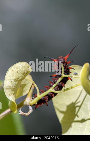 Pipevine Swallowtail (battus philenor) Banque D'Images