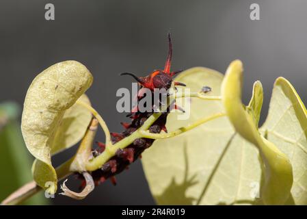 Pipevine Swallowtail (battus philenor) Banque D'Images