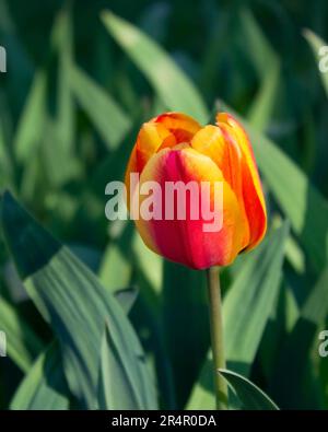 Une belle tulipe rouge avec un bord jaune sur les pétales. Une plante de jardin de printemps. Famille d'ampoules. Gros plan. Banque D'Images