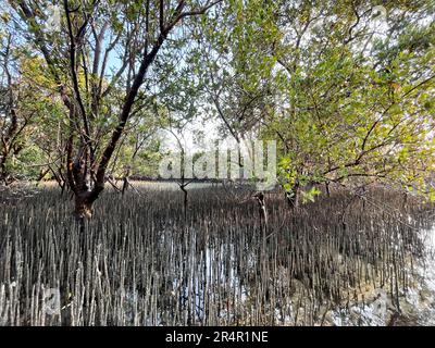 Parc national des mangroves de l'est, Abu Dhabi, Émirats arabes Unis Banque D'Images