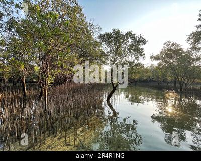 Parc national des mangroves de l'est, Abu Dhabi, Émirats arabes Unis Banque D'Images