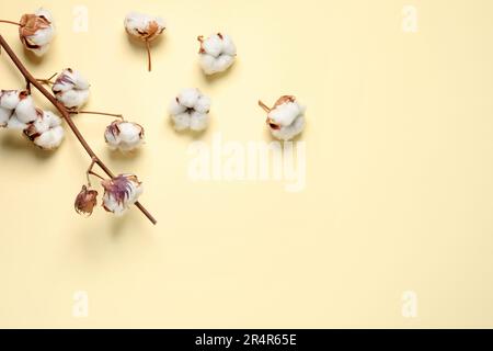 Branche de coton sèche avec fleurs moelleuses sur fond beige, plat. Espace pour le texte Banque D'Images