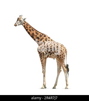 Magnifique girafe Rothschild sur fond blanc. Animal sauvage Banque D'Images