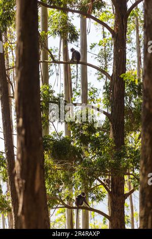 Des singes marchent sur les fils au Sri Lanka Banque D'Images