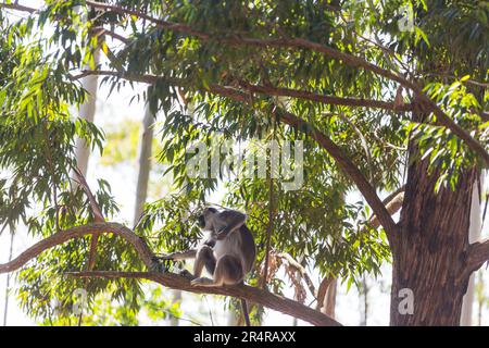 Des singes marchent sur les fils au Sri Lanka Banque D'Images