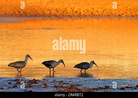 Hadeda ibises (Bostrychia hagedash) en cours d'eau peu profonde au coucher du soleil, Afrique du Sud Banque D'Images