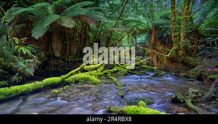Longue exposition de la crique d'eau claire dans la forêt tropicale de la grotte Junee à Maydena, Tasmanie, Australie Banque D'Images