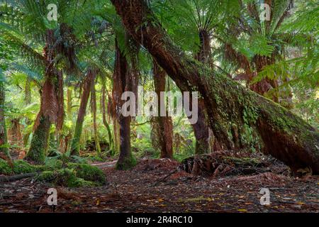 D'anciennes fougères arboricoles penchées poussent dans une forêt tropicale sombre dense dans la zone de conservation Styx Tall Trees, en Tasmanie, en Australie Banque D'Images